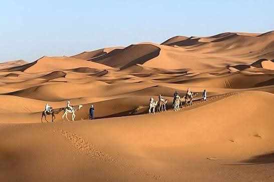 Camel caravan led by people walking through vast golden sand dunes under clear sky, exemplifying a Merzouga Tour Guide desert trek.