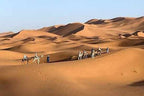 Camel caravan led by people walking through vast golden sand dunes under clear sky, exemplifying a Merzouga Tour Guide desert trek.