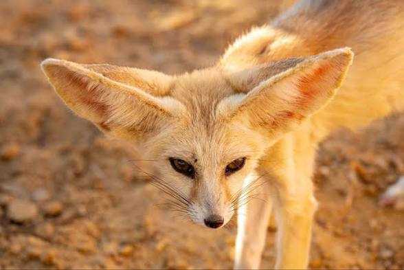 Morocco Sahara Desert tours 