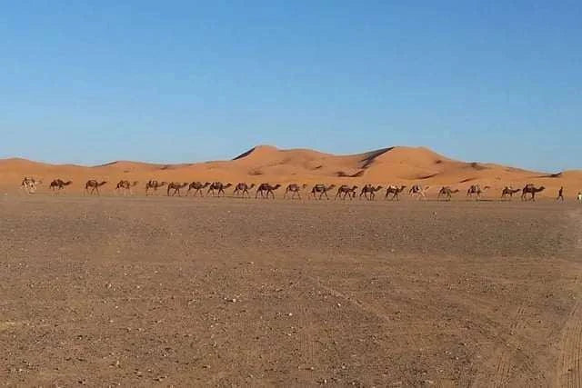 Line of camels walking across sandy desert terrain with orange dunes in the background, promoting Private Taxi from Erfoud to Merzouga.