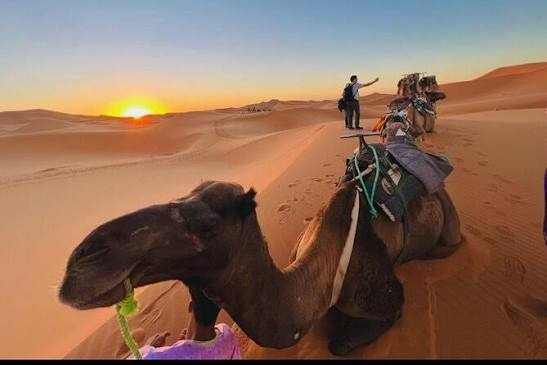Camel caravan in desert sand with saddles and riders, warm sunset sky over rolling dunes for Private Taxi from Erfoud to Merzouga trip.