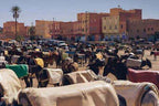 Traditional market scene in the Merzouga Sahara Desert showing numerous donkeys with colorful saddlebags and terracotta buildings in the background.