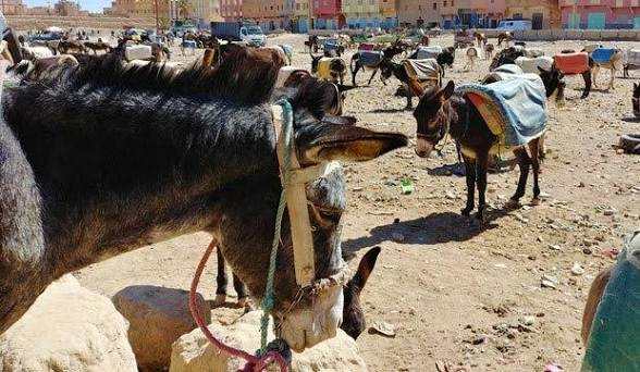 Donkeys with colorful saddles and harnesses standing in a dusty open market area during the Rissani Market Day Tour.