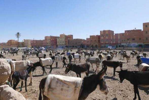 Donkeys with saddle bags gathered in a dusty town square with terracotta buildings under blue sky in the Merzouga Sahara Desert.