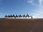 Royal Luxury Camp desert scene with eight people riding camels led by a guide against blue sky and sandy dunes