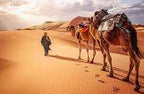 Royal Luxury Camp desert scene with a person leading two camels carrying saddles on sand dunes under a cloudy sky