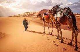 Royal Luxury Camp desert scene with a person leading two camels carrying saddles on sand dunes under a cloudy sky