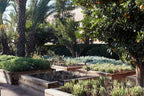 Royal Mansour Marrakech garden with wooden raised beds containing various herbs and plants under tall palm and orange trees in a lush outdoor setting