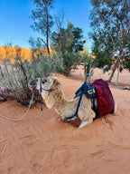 2-hour camel trekking from Merzouga to Oasis back to Merzouga