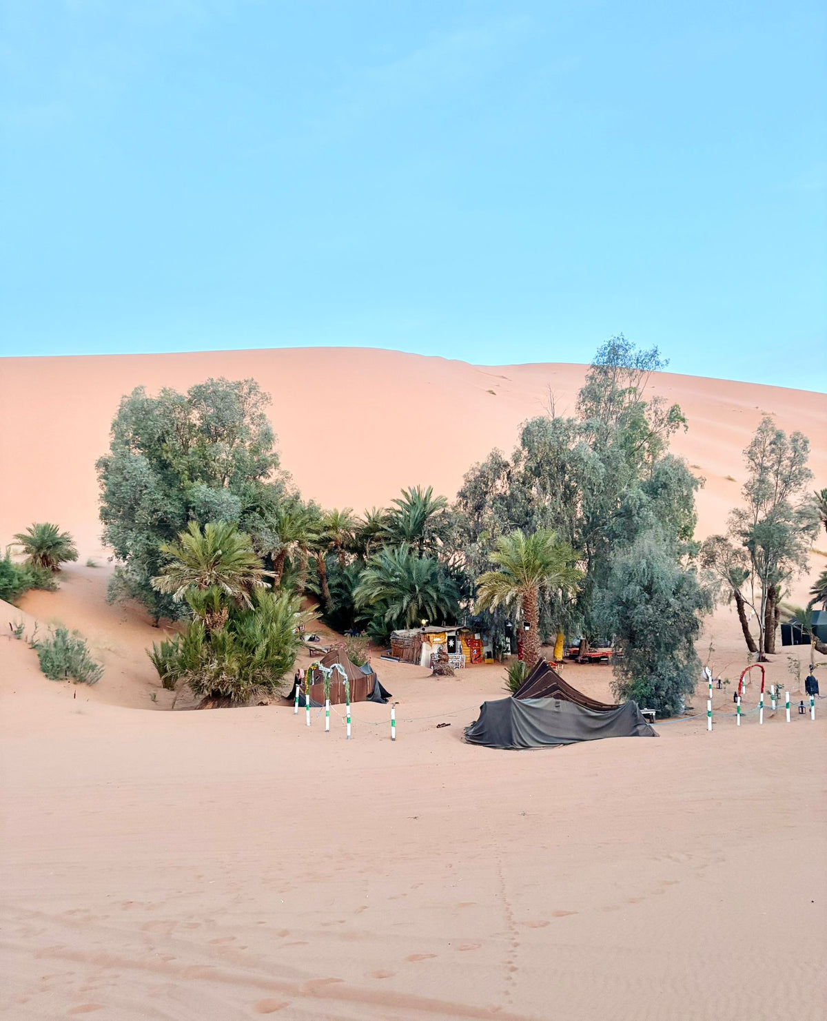 Sahara Wild Camp featuring dark tents and lush green palm trees surrounded by golden sand dunes under clear blue sky