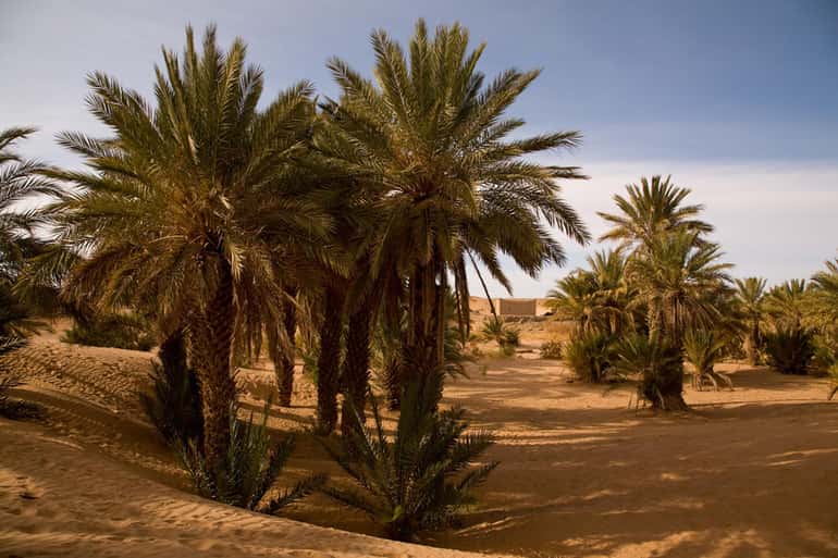 Sahara Wild Camp scene featuring lush green palm trees clustered on golden desert sand under a clear blue sky