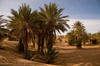 Sahara Wild Camp scene featuring lush green palm trees clustered on golden desert sand under a clear blue sky