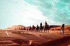 Camel caravan riding across golden sand dunes under blue sky in a desert at sunset during a shared 3 days 2 nights tour