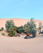 Standard Camp Merzouga Oasis desert camp with traditional black tents and palm trees near sand dunes under blue sky