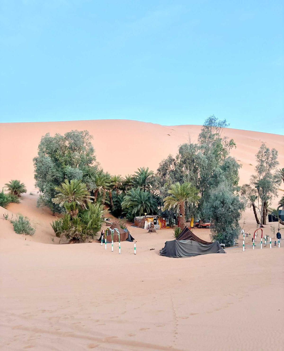 Standard Camp Merzouga Oasis desert camp with traditional black tents and palm trees near sand dunes under blue sky