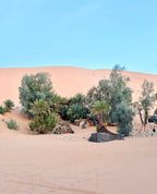 2-hour camel trekking from Merzouga to Oasis back to Merzouga