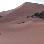 Standard Camp Merzouga Oasis featuring vast golden sand dunes with sparse vegetation and a small group of camels resting in the desert