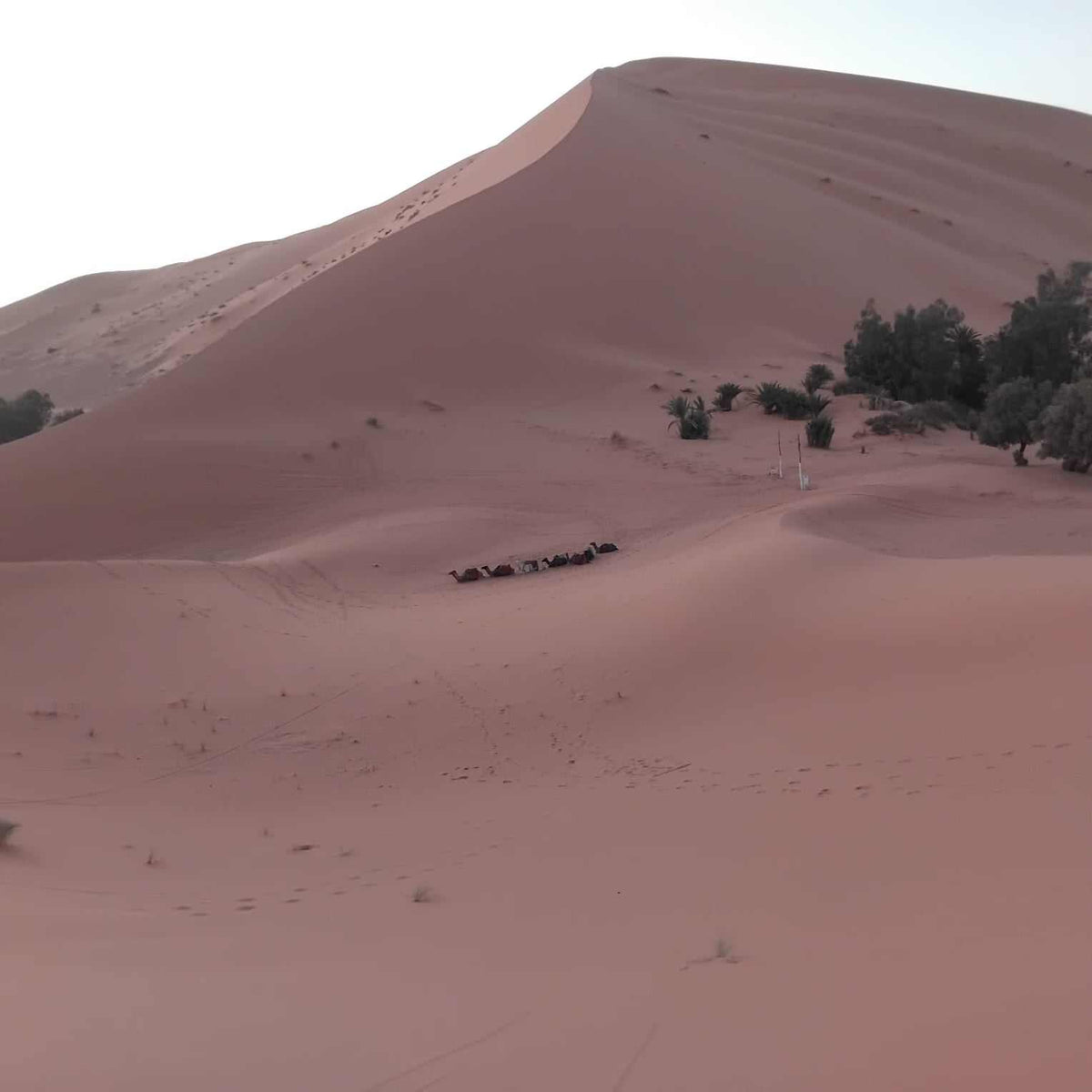 Standard Camp Merzouga Oasis featuring vast golden sand dunes with sparse vegetation and a small group of camels resting in the desert