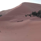 2-hour camel trekking from Merzouga to Oasis back to Merzouga