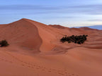 Standard Camp Merzouga Oasis showing expansive golden sand dunes with a small cluster of green desert shrubs under a soft blue sky
