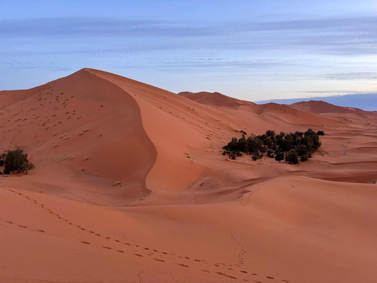 Standard Camp Merzouga Oasis showing expansive golden sand dunes with a small cluster of green desert shrubs under a soft blue sky